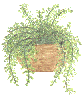 Fern1.gif (5973 bytes)